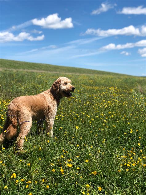 green acres kennels nova scotia.